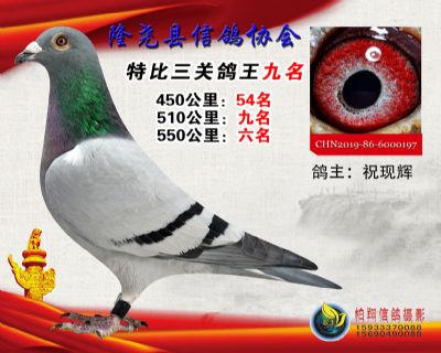 100元特比三关鸽王:9名