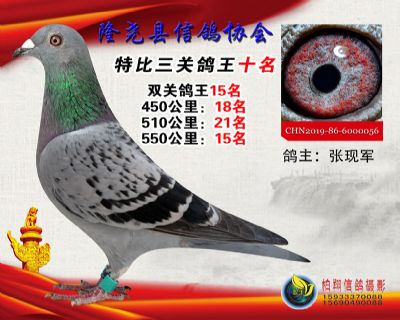 100元特比三关鸽王:10名