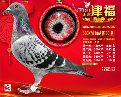 天津津福加站賽50名