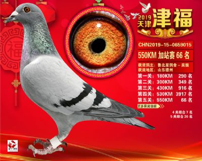 天津津福加站賽66名