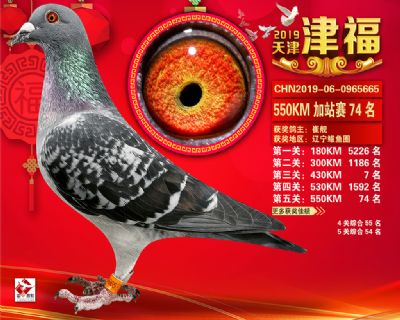 天津津福加站賽74名