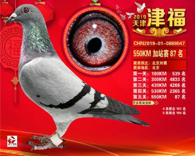 天津津福加站賽87名