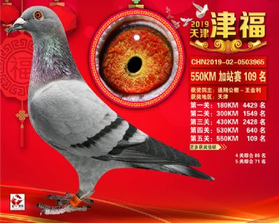 天津津福加站賽109名