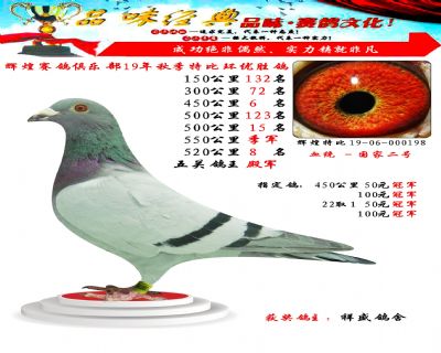 550公里季军,五关鸽王殿军