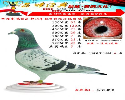 520公里25名,五关鸽王5位