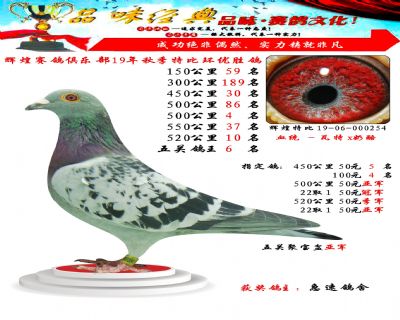 520公里10名,五关鸽王6位