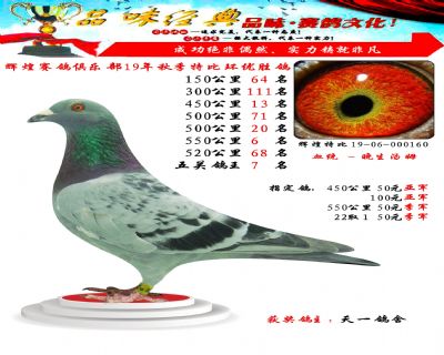550公里6名,五关鸽王7位
