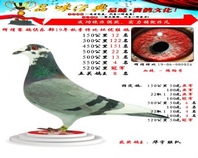 520公里冠军,五关鸽王8位
