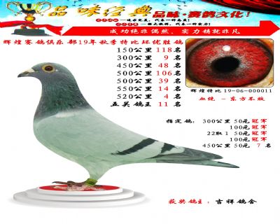 520公里4名,五关鸽王11位