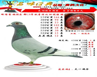 520公里15名,五关鸽王12位