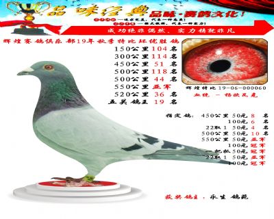 550公里亚军,五关鸽王19位