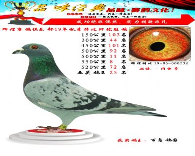 550公里8名,五关鸽王25位