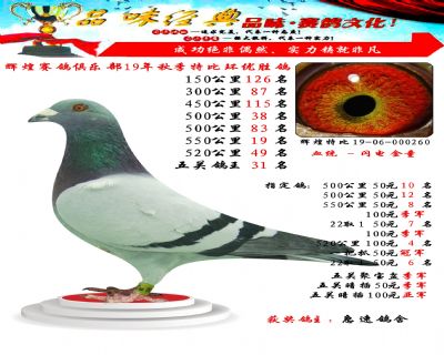 550公里19名,五关鸽王31位