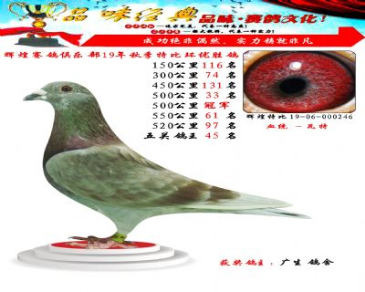 500公里冠军,五关鸽王45位