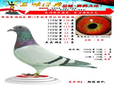 550公里85名,五关鸽王55位