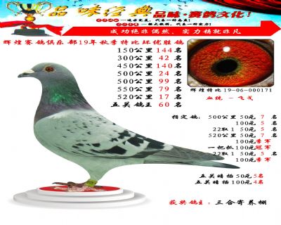 520公里17名,五关鸽王60位