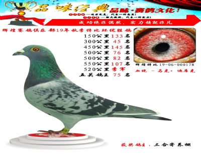 520公里季军,五关鸽王75位