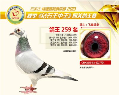 石家庄裕通四关鸽王259名