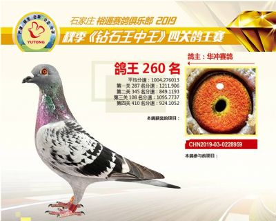 石家庄裕通四关鸽王260名