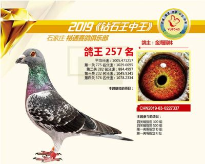 石家庄裕通四关鸽王257名