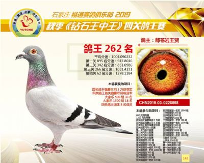 石家庄裕通四关鸽王262名