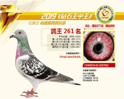石家庄裕通四关鸽王261名