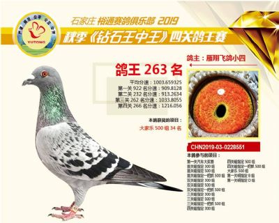 石家庄裕通四关鸽王263名
