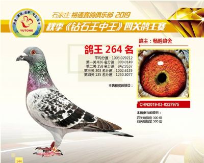 石家庄裕通四关鸽王264名