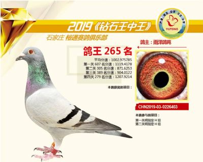 石家庄裕通四关鸽王265名
