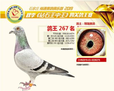 石家庄裕通四关鸽王267名
