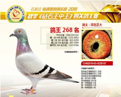 石家庄裕通四关鸽王268名