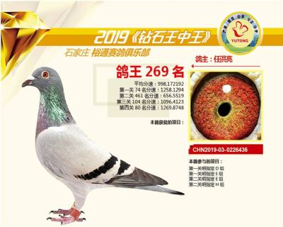 石家庄裕通四关鸽王269名