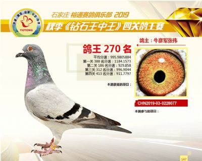石家庄裕通四关鸽王270名