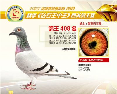 石家庄裕通四关鸽王408名