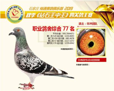 石家庄裕通职业鸽舍77名