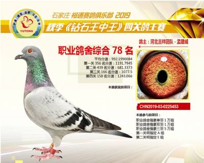 石家庄裕通职业鸽舍78名