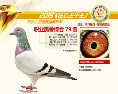 石家庄裕通职业鸽舍79名