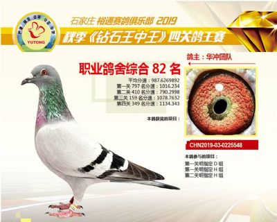 石家庄裕通职业鸽舍82名