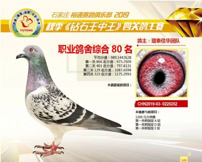 石家庄裕通职业鸽舍80名