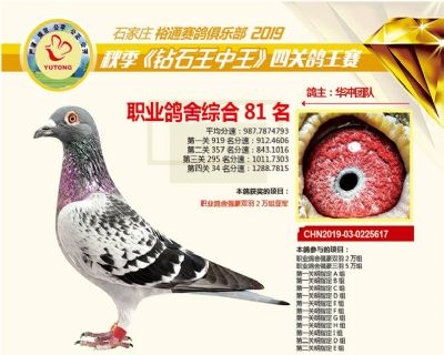 石家庄裕通职业鸽舍81名