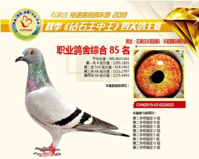 石家庄裕通职业鸽舍85名