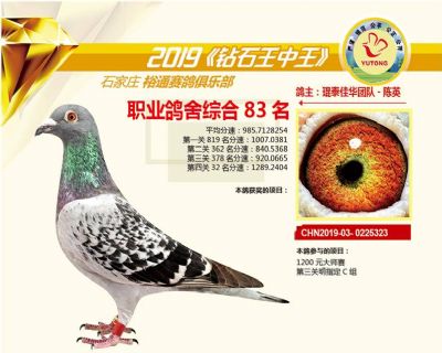 石家庄裕通职业鸽舍83名