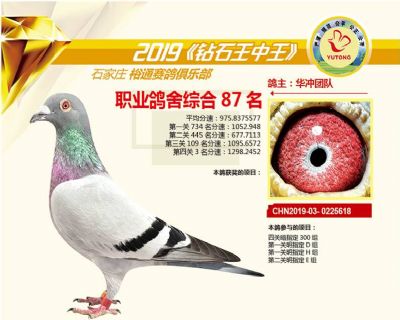 石家庄裕通职业鸽舍87名
