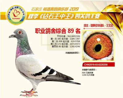 石家庄裕通职业鸽舍89名