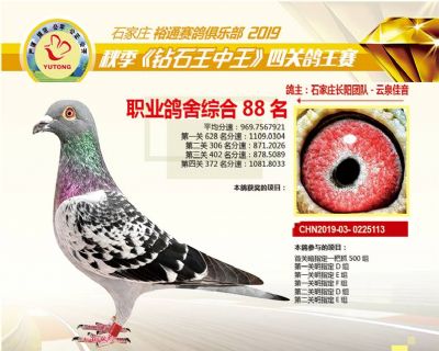 石家庄裕通职业鸽舍88名
