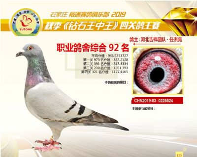石家庄裕通职业鸽舍92名