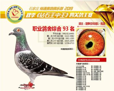 石家庄裕通职业鸽舍93名