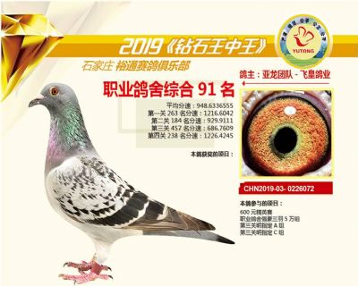 石家庄裕通职业鸽舍91名