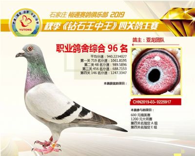 石家庄裕通职业鸽舍96名