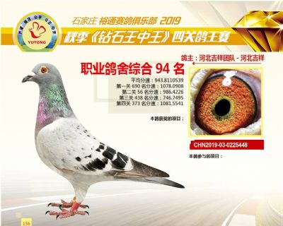石家庄裕通职业鸽舍94名